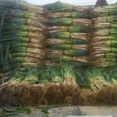 【货足】岱岳优质大葱刚刚上市，质量可靠