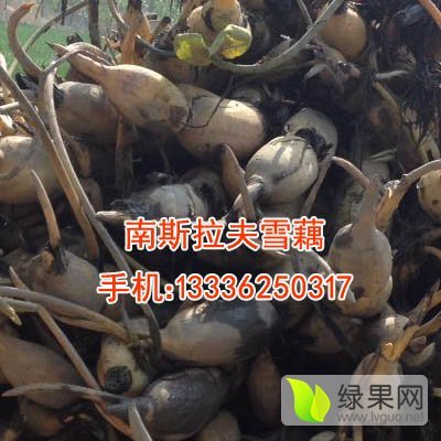 2016年山东阳谷鄂莲六号价格