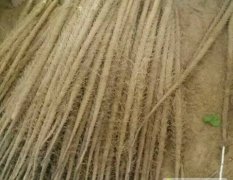 河北大名白玉山藥價格行情平穩(wěn)