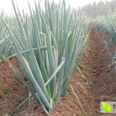 山东邹城铁杆大葱，近期陆续上市