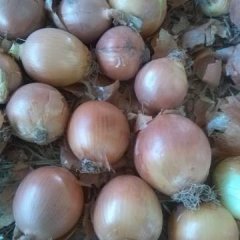 金乡鱼山张伟供应红皮～黄皮洋葱