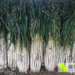 禹城自营农场种植的章丘大葱现已开始上市