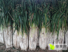 禹城自营农场种植的章丘大葱现已开始上市