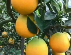 2016年应季水果赣南脐橙已经成熟