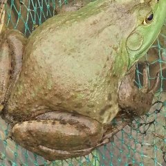 福建漳浦牛蛙水产随行就市