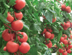 广宗西红柿 百亩西红柿已成熟，来车可摘
