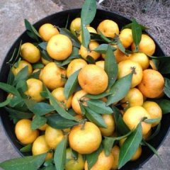 全州柑橘现在已经满满上市了，果子基本在3-5的