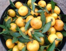 全州柑橘现在已经满满上市了，果子基本在3-5的