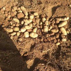 陕西定边马铃薯夏波蒂黄沙地种植