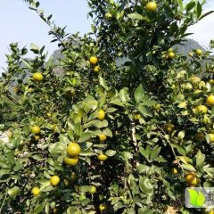 优质贡柑大量上市，广西桂林永福县