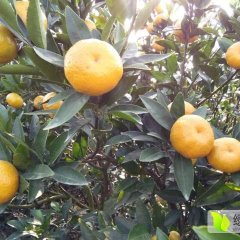 广西永福南丰蜜桔柑橘香甜可口