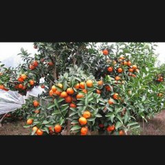 荔浦青山汝刚12月沙糖桔