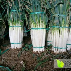 平度大葱 大葱收获属于高峰期，生长期限长