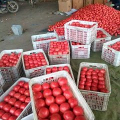 饶阳西红柿火爆招商中姚庄尹洪彬诚信合作