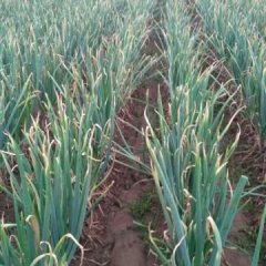 岱岳角峪王元生11月章丘大葱