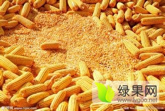 酒厂常年求购玉米