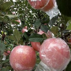 临猗七级许行军11月红富士苹果