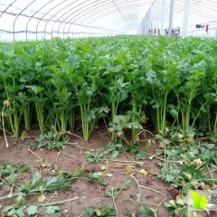 金乡芹菜欢迎合作王丕王长键诚信合作