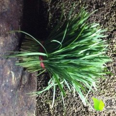 河北乐亭平韭6号韭菜随行就市