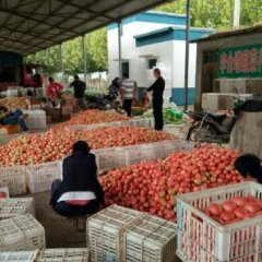 山东聊城蔬菜批发市场西红柿大量上市