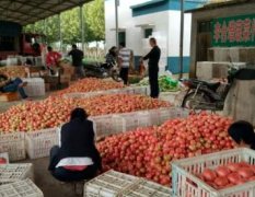 山东聊城蔬菜批发市场西红柿大量上市