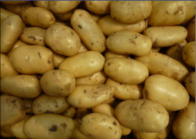 察右后旗后旗王殿相11月克新一号土豆