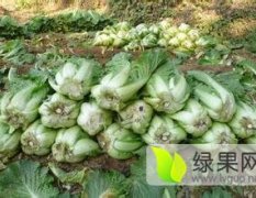 隆尧北京新三号白菜 现有大量白菜 欲购从速