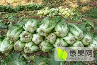 2018年河北隆尧北京新三号价格