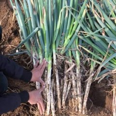 平度 需要铁杆大葱请联系小闫