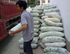 扶溝現(xiàn)有白冬瓜80-100噸，品種 小棒棒 圓白瓜