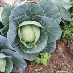 西昌甘蓝这个月底就大量出