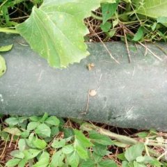 滨湖镇黑皮子弹头冬瓜 无代办费