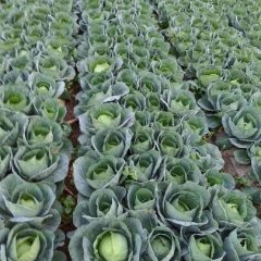 西昌甘蓝逐渐升温,安宁刘兴文诚信合作