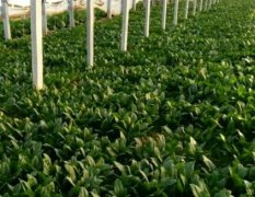 惠民县菠菜生产基地，菠菜种类齐全
