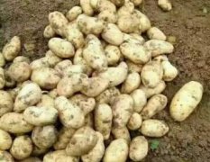 滕州秋季土豆大量供应  色泽好