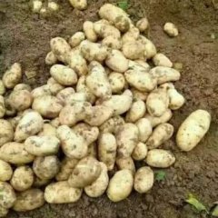 滕州秋季土豆大量供应  色泽好