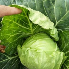 湖北天门多宝有旺旺甘蓝，平包，大白菜