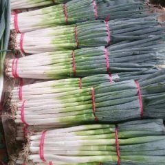 2016平邑大葱 收购商可以与我联系