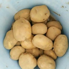 米脂土豆，先看货，看好货后就可以装车了