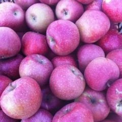 秦冠苹果，先看货，看好货后就可以装车