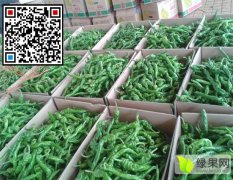 广东雷州螺丝椒 新品上市 原产地 价格优惠