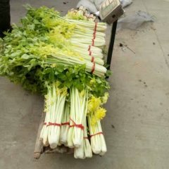 安丘芹菜火热上市,诚信第一，质量优