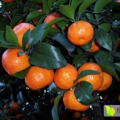 沙糖桔成熟了，欢迎选购
