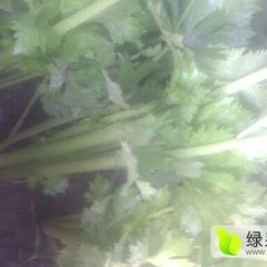 曹县青岗袁秀才11月法国皇后芹菜