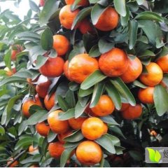 沙糖桔 沙糖橘 荔浦沙糖桔