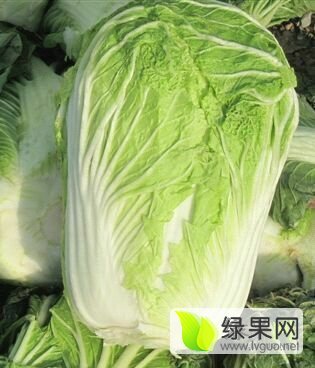 2016年山东平度87-114白菜价格