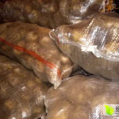 集宁三诚薯业合作社马铃薯大量出库