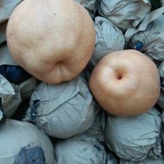 襄城梨 大量供应晚秋黄梨，果实大