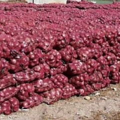 太谷洋葱 红皮洋葱,量大,质量高