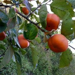 隆阳柿子 本人手上有20-30吨日本甜柿